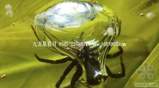 盤(pán)點(diǎn)仿生界的五大景觀奇跡