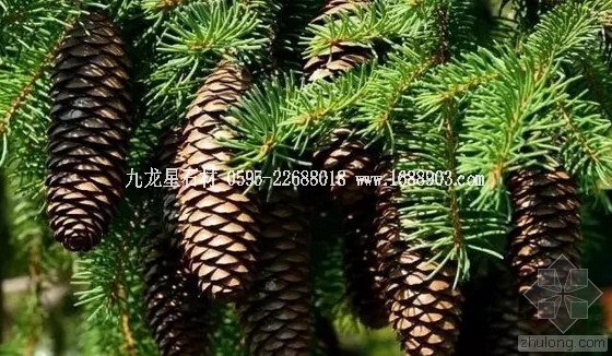 盤(pán)點(diǎn)仿生界的五大景觀奇跡